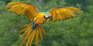 Brazil’s Blue-and-Yellow Macaws Return to Rio After 200 Years: ‘A dream come true’