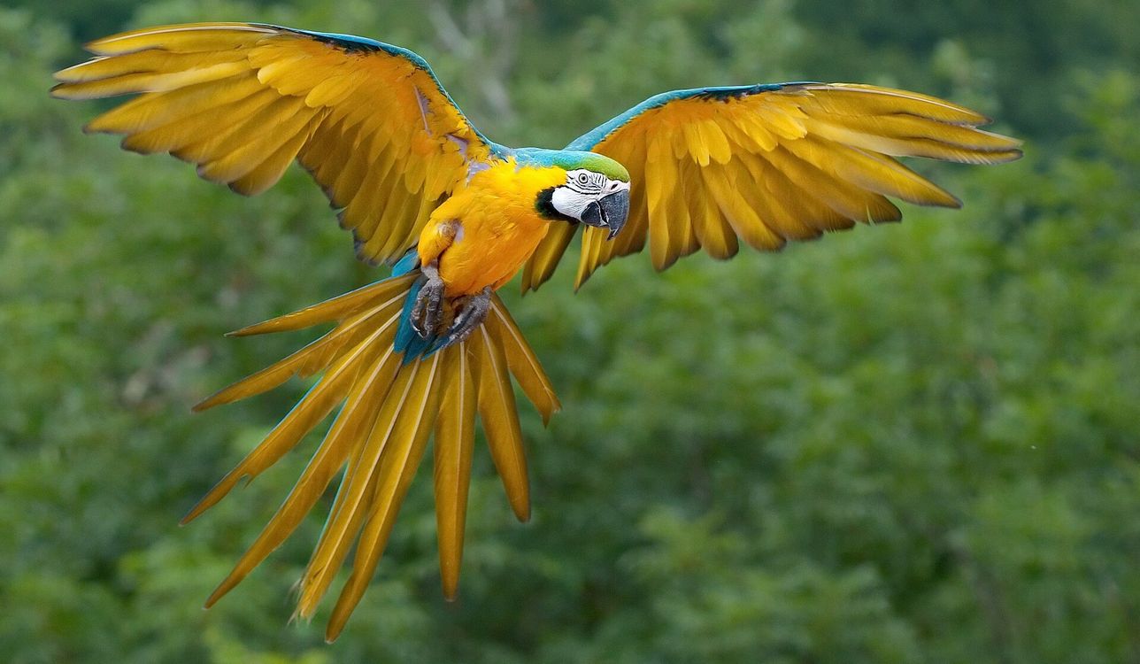 Brazil’s Blue-and-Yellow Macaws Return to Rio After 200 Years: ‘A dream come true’