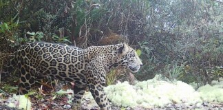‘Cloud Jaguar’ Sighting Is First in a Decade Caught on a Trail Cam in Honduras