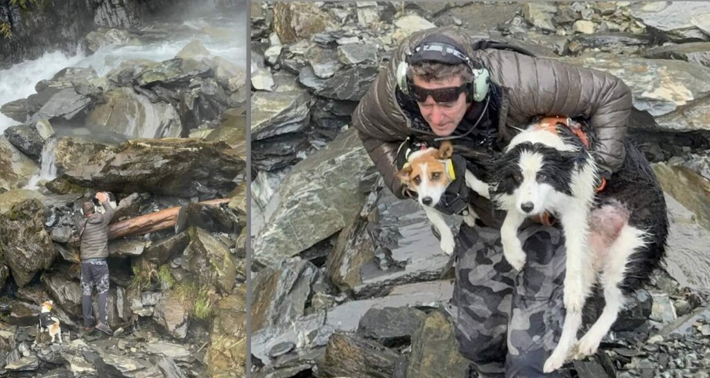 After Hiker Falls From Cliff, Dog is Left Behind Shivering Until Pilot ...