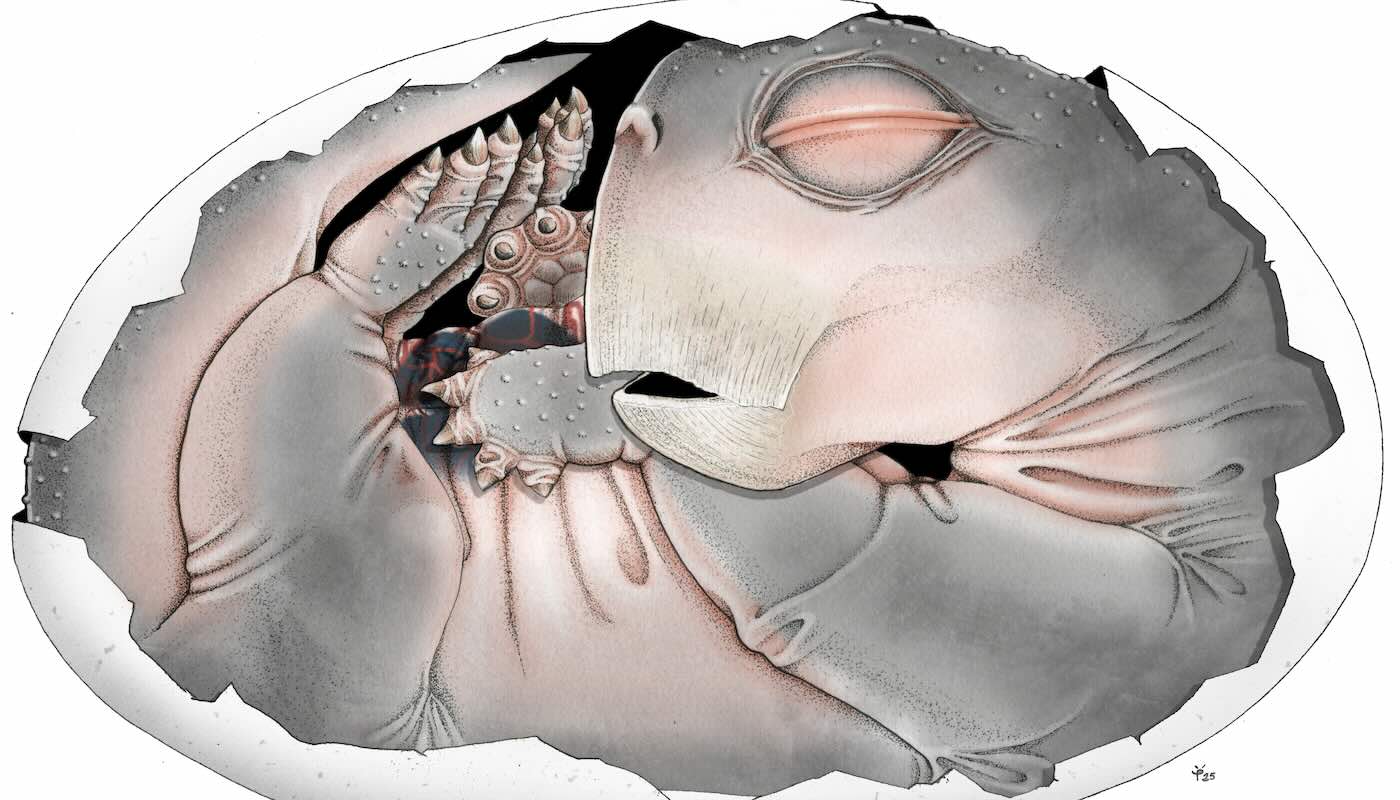 Embryo Fossil is Missing Puzzle Piece Thrilling Scientists with Oldest Proof that Mammal Ancestors Laid Eggs