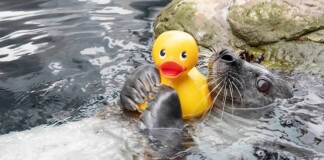 Aquarium Seal Loves His Rubber Duckie – Now Adorable Video Goes Viral (LOOK)