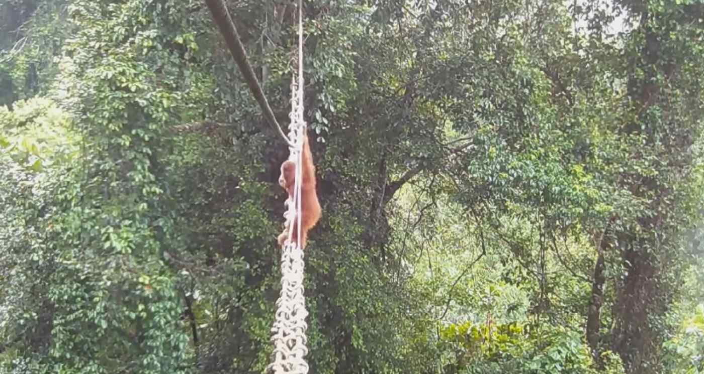 Celebrations as Sumatran Orangutan Uses Rope Bridge to Cross Road for the First Time Ever
