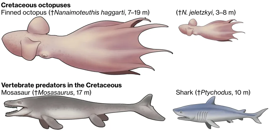 Release the Kraken: 60-foot Octopuses Predators 100 Million Years Ago, Fossils Shows