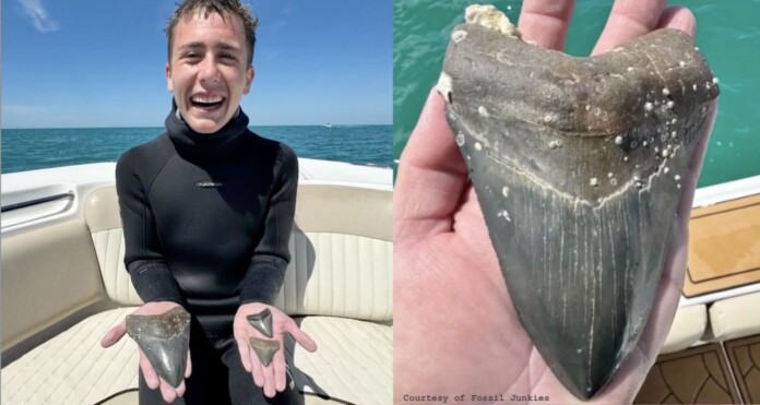 Teen Aiden Andrews finds megalodon shark tooth while diving - Courtesy of Fossil Junkies