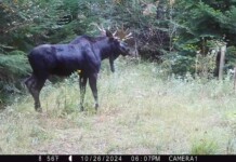 Man Gathers Up Family Acres Home to Moose and Mountain Lion and Returns Them to Indian Tribe
