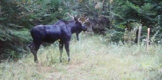 Man Gathers Up Family Acres Home to Moose and Mountain Lion and Returns Them to Indian Tribe