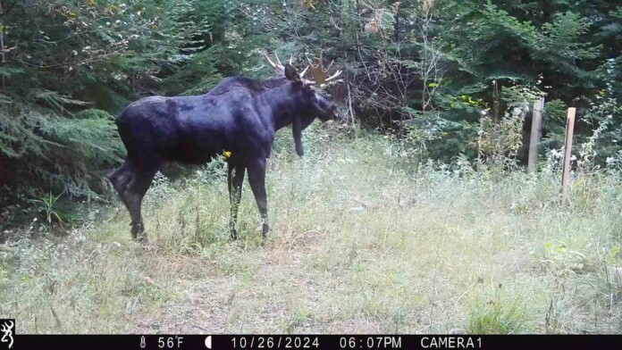 A bull moose passing through Gary Verbrugge's yard - credit, supplied by Verbrugge to the Spokesman-Review
