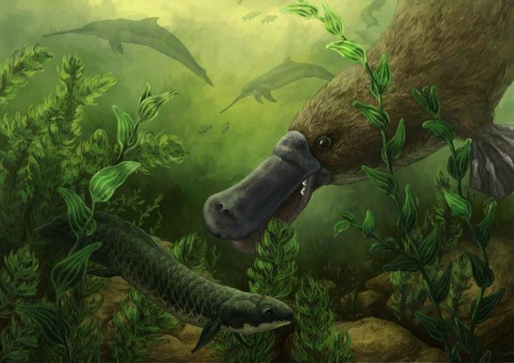 Platypuses Swam with Dolphins 25 Million Years Ago, Reveals ‘Exciting’ Fossil Find