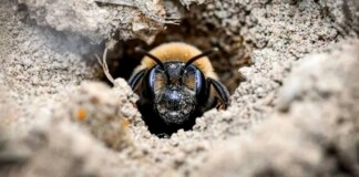 A New York Cemetery Was Hiding Over 5 Million Burrowing Bees, One of the World’s Largest Concentrations