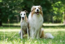 EU Passes Animal Protection Law for Keeping, Breeding, and Selling