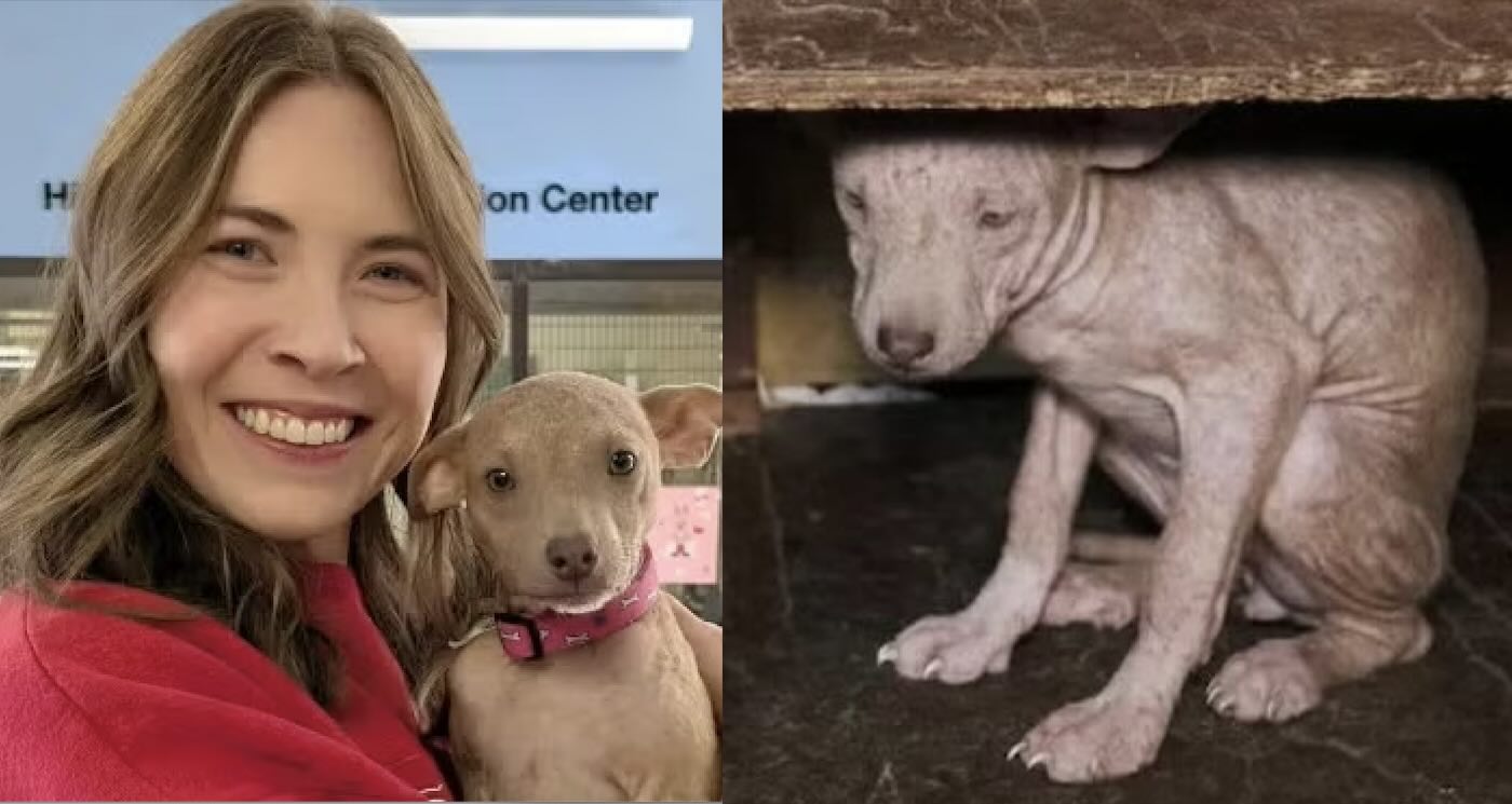 Rescued From Kitchen Cabinet, a Hairless Puppy Nicknamed ‘Dobby’ is Now Healthy, Happy and Free