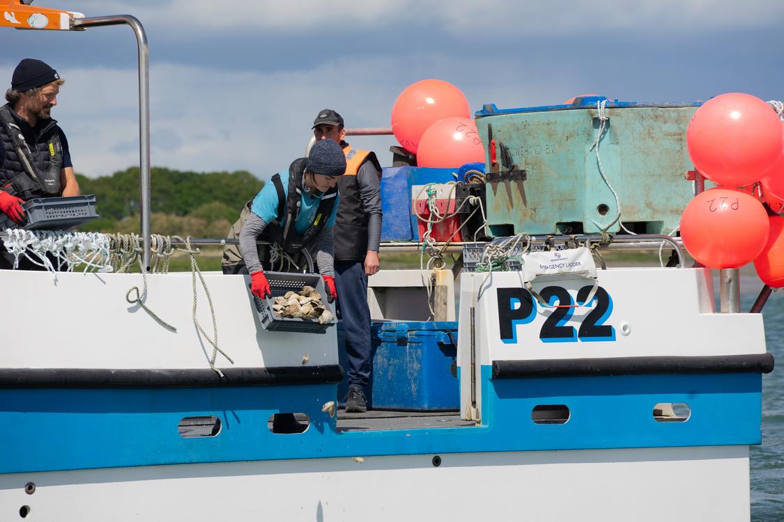 Over 200 Volunteers Lead Largest-Ever Oyster Reef Restoration Off England’s Portsmouth