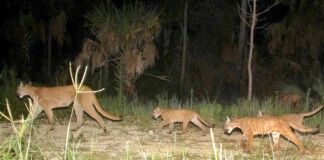 Everglades Restoration Project Ongoing for 20-Plus Years Sees Huge Rewilding Success