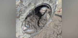 English Pony Found Unharmed Having Been Trapped Entirely Inside a Tractor Tire