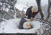 Students Work to Fundraise to Save Habitat Where They Watch Bald Eagle Chicks on Livestream