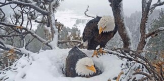 Students Work to Fundraise to Save Habitat Where They Watch Bald Eagle Chicks on Livestream