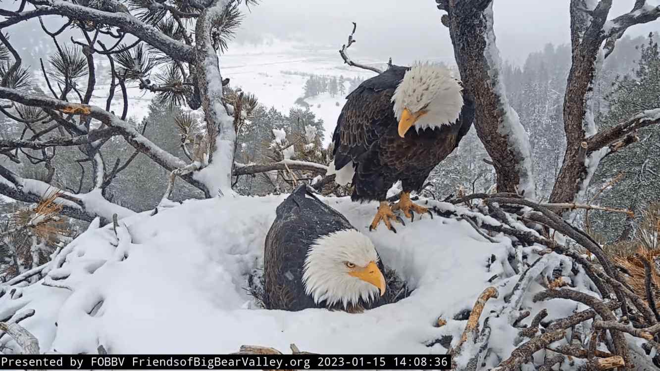 Students Work to Fundraise to Save Habitat Where They Watch Bald Eagle Chicks on Livestream