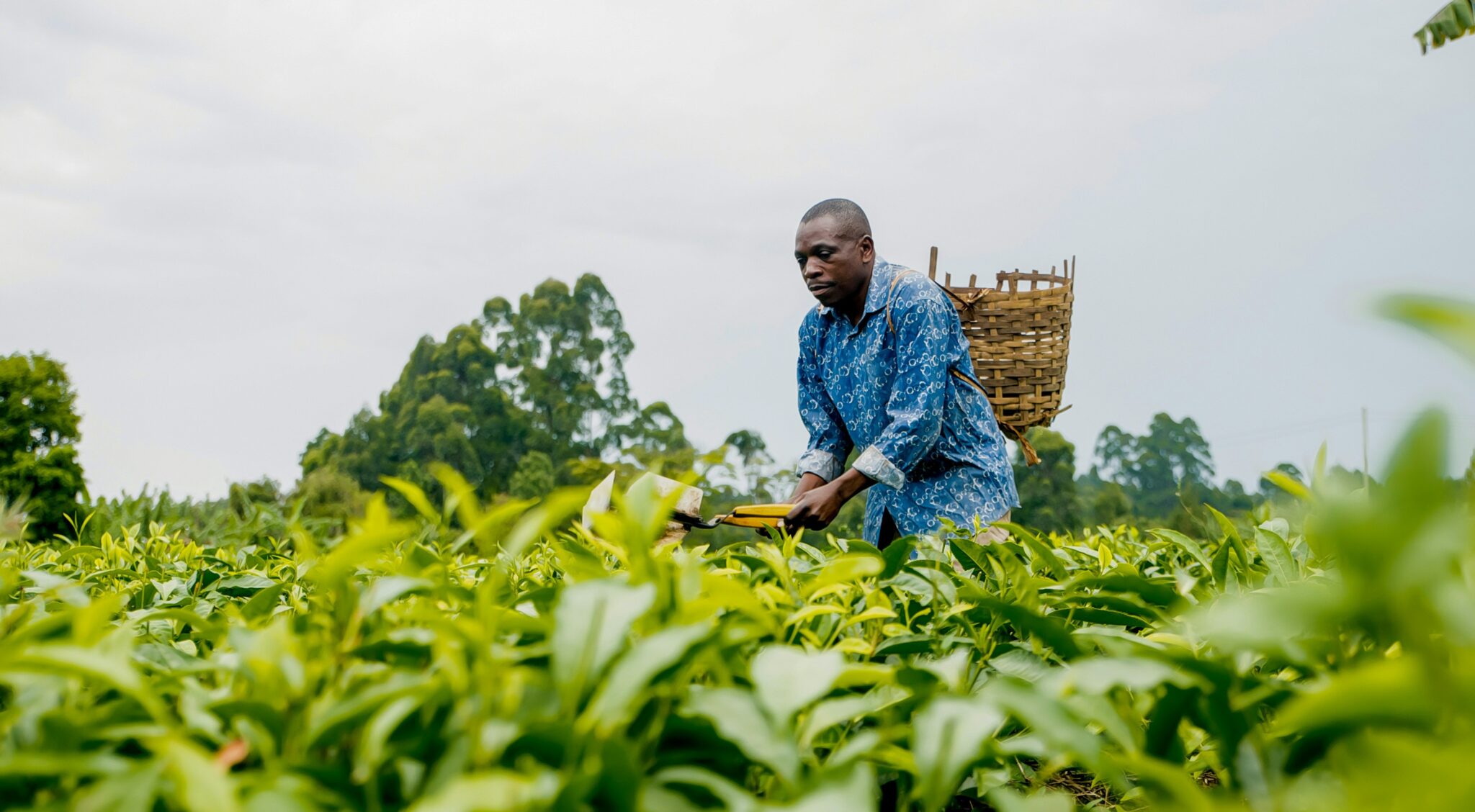 Seed-Sharing No Longer Illegal After Landmark Kenya Court Ruling Against Global Seed Monopolists
