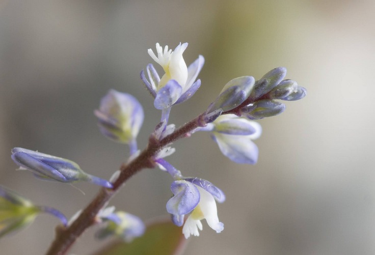 Rare British Plant Makes Extraordinary Comeback from Brink of Extinction