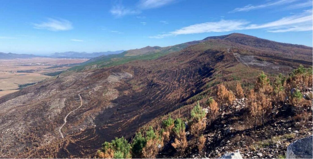 Conservationists Successfully Tackle Invasive Trees and Fish in Vital ...