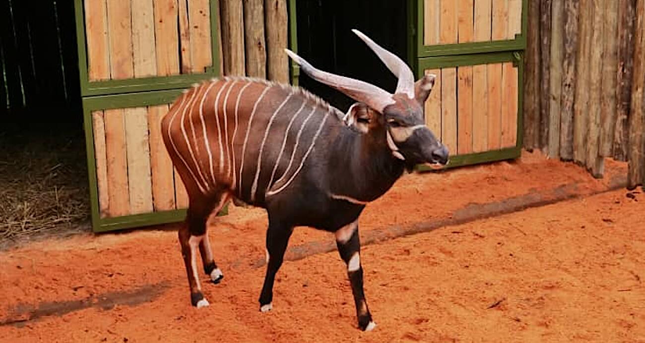 Africa’s Rarest Antelope Gets Boost as Zoos Send 4 Bongos to Kenya to Help Save the Species From the Brink