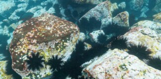 Instead of Arresting Indigenous Fishermen, Australia Begins to Pay Them to Control Sea Urchin Plague
