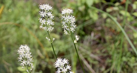 New Jersey’s own Triantha novacaesariensis – Credit: Yianni Laskaris for Temple University (supplied)