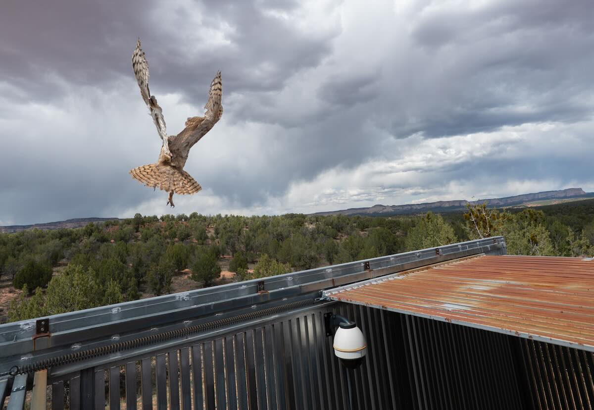 Photo for the article Owl Found in Concrete Gets Feather Transplant So it Can Fly Silently Again into the Wild (WATCH)