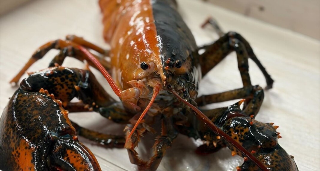 Rare Split-Colored Lobster Caught Near Cape Cod is Donated to Aquarium ...