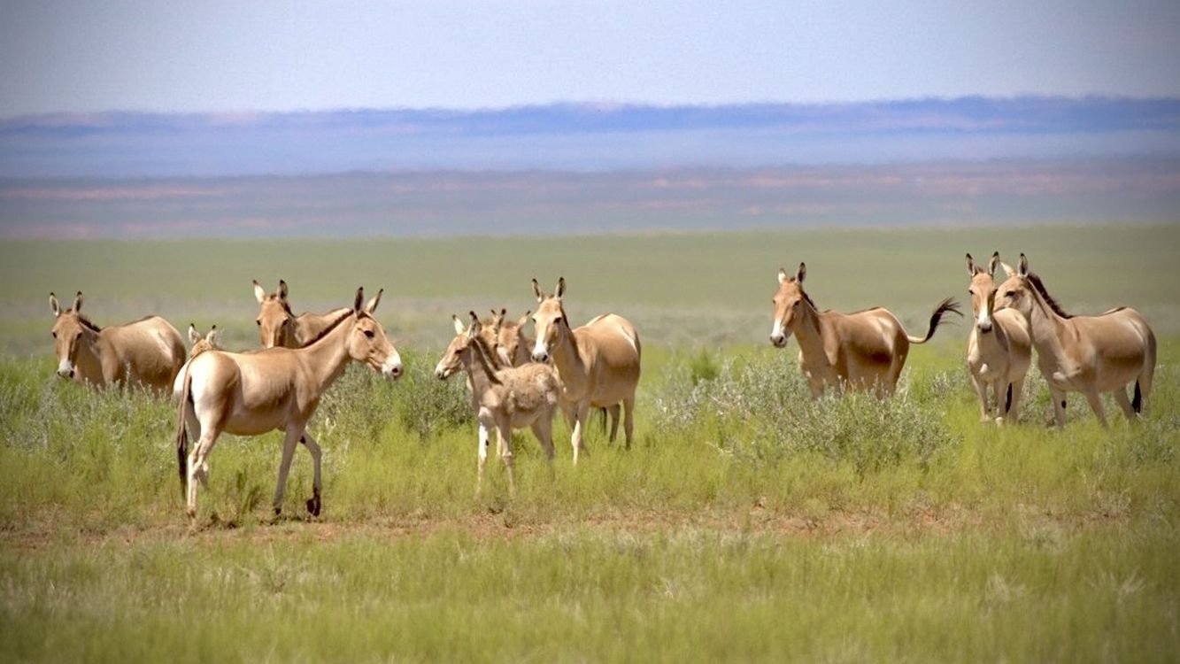 Asiatic Wild Ass Returns to Eastern Mongolia After 65-year Isolation from Landscape Fencing