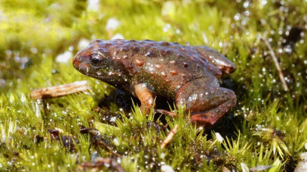 Conservationists Successfully Tackle Invasive Trees and Fish in Vital ...