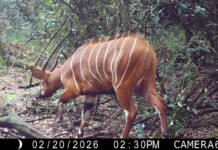 Incredibly Rare Bongos Caught on Trail Cam in Area They Were Thought to be Extinct