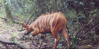 Incredibly Rare Bongos Caught on Trail Cam in Area They Were Thought to be Extinct