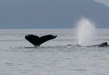 AI Employed to Pinpoint Whale Heat Signatures in San Francisco Bay to Prevent Ship Collisions