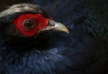 Fabulous Vietnam Pheasant Not Seen in 20 Years Returns to Wild Thanks to Zoo Coalition
