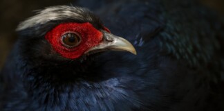 Fabulous Vietnam Pheasant Not Seen in 20 Years Returns to Wild Thanks to Zoo Coalition