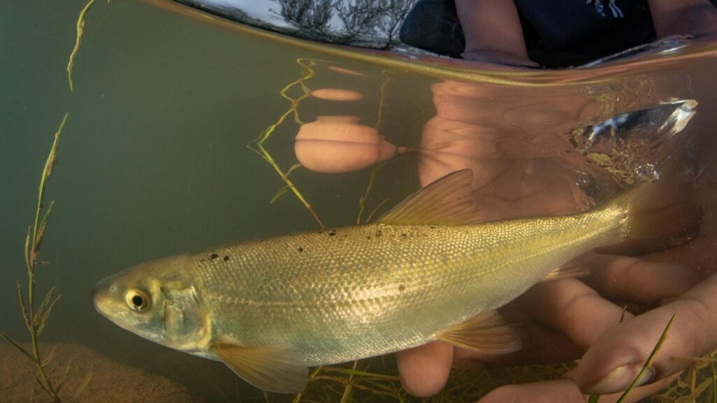 Conservationists Successfully Tackle Invasive Trees and Fish in Vital ...