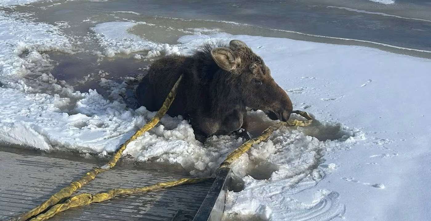 Tow Truck Driver Tells Customers to Wait Until He Finishes Moose Rescue: They Reply ‘Oh, that’s fine’ (WATCH)