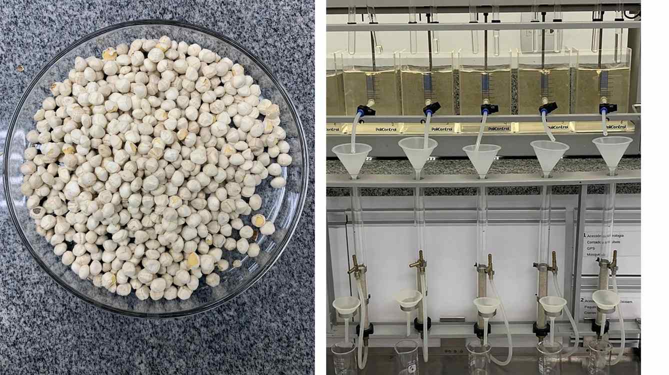 Seeds from ‘Miracle Tree’ Can Filter More Than 98% of Microplastics from Tap Water