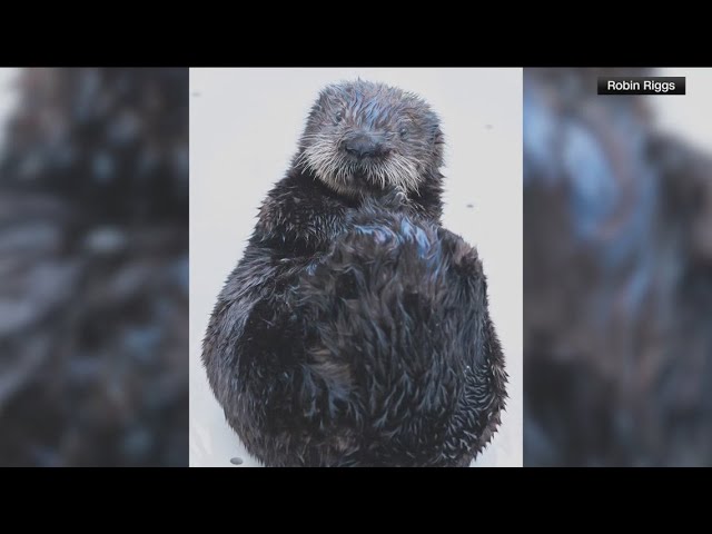 Orphaned Otter Found on a Beach Is Now Surrogate Mother to an Orphaned Pup Found on a Beach
