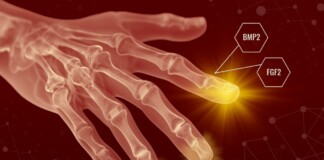 Humans May Have Always Been Able to Regenerate Body Parts–Scar Tissue Just Gets in the Way