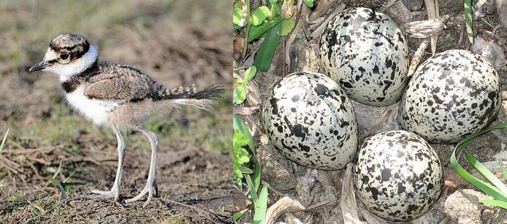 Chicago Home Builder Lauded for Halting Construction Just to Save Killdeer Nest