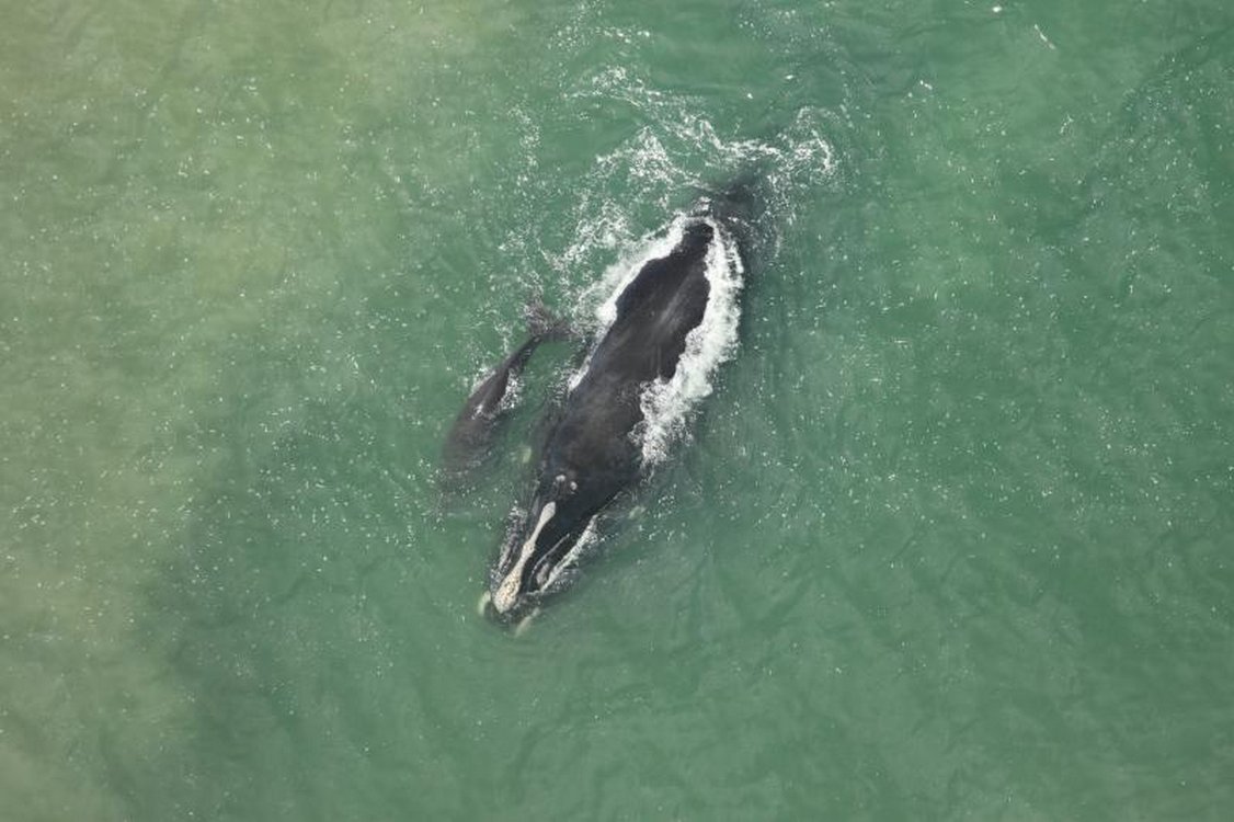 2026 Sees the Most Right Whale Calves Born in One Season Since 2009