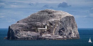 Family That Owned This ‘Wildlife Wonder of the World’ for 300 years Sells Bass Rock to Protect 100,000 Gannet Seabirds