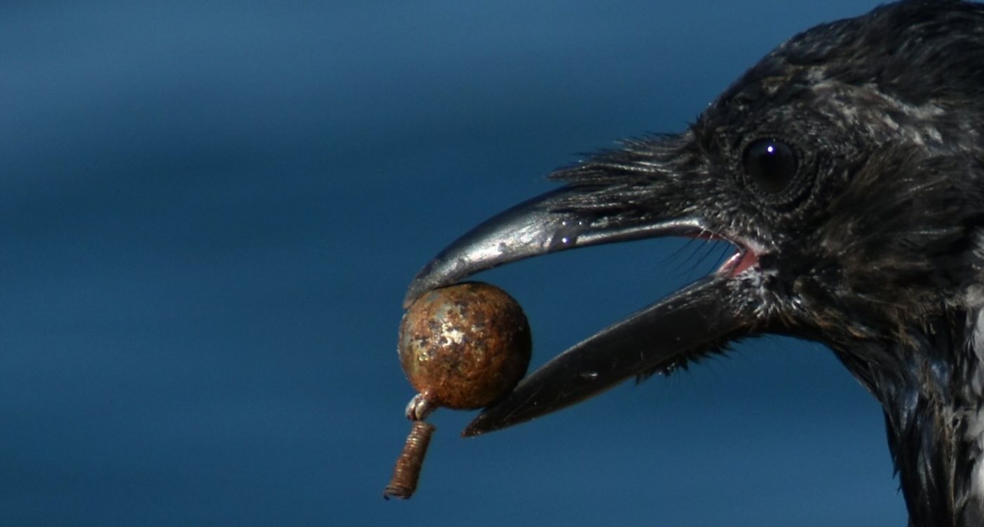 Woman Who Rescued Injured Crow Keeps Getting ‘Thank-you Gifts’ from Other Birds