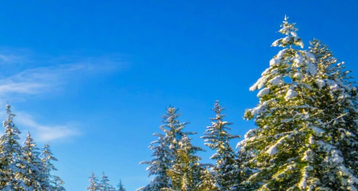 Evergreen Pine trees in winter forest with snow byJonny Gios For Unsplash+ 9vowf1ELkA0 -cropped