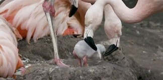 Thousands of Flamingo Chicks Hatch in Major Comeback From Climate Disaster in Turkiye (WATCH)
