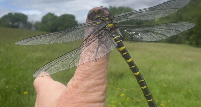 Golden-Ringed Dragonfly on Woman’s Thumb by Sarah Hawkes via SWNS cropped
