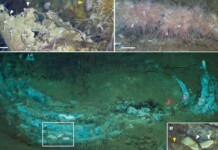 World’s Largest ‘Whale Graveyard’ Teems with Deep-Sea Life Including Species Unknown to Science